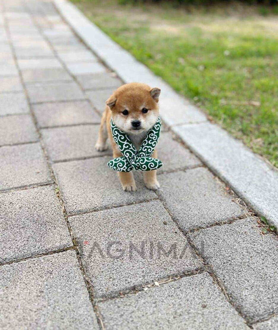 Shiba Inu puppy for sale, dog for sale at Tagnimal