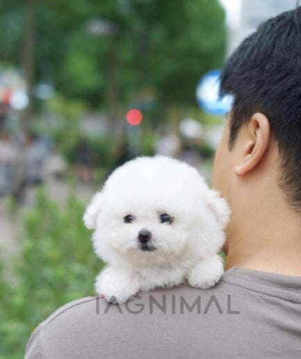 Bichon puppy for sale, dog for sale at Tagnimal