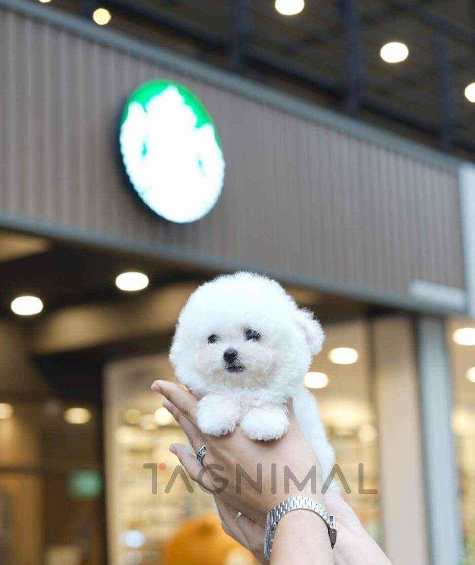 Bichon puppy for sale, dog for sale at Tagnimal