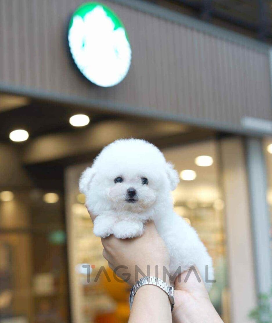 Bichon puppy for sale, dog for sale at Tagnimal