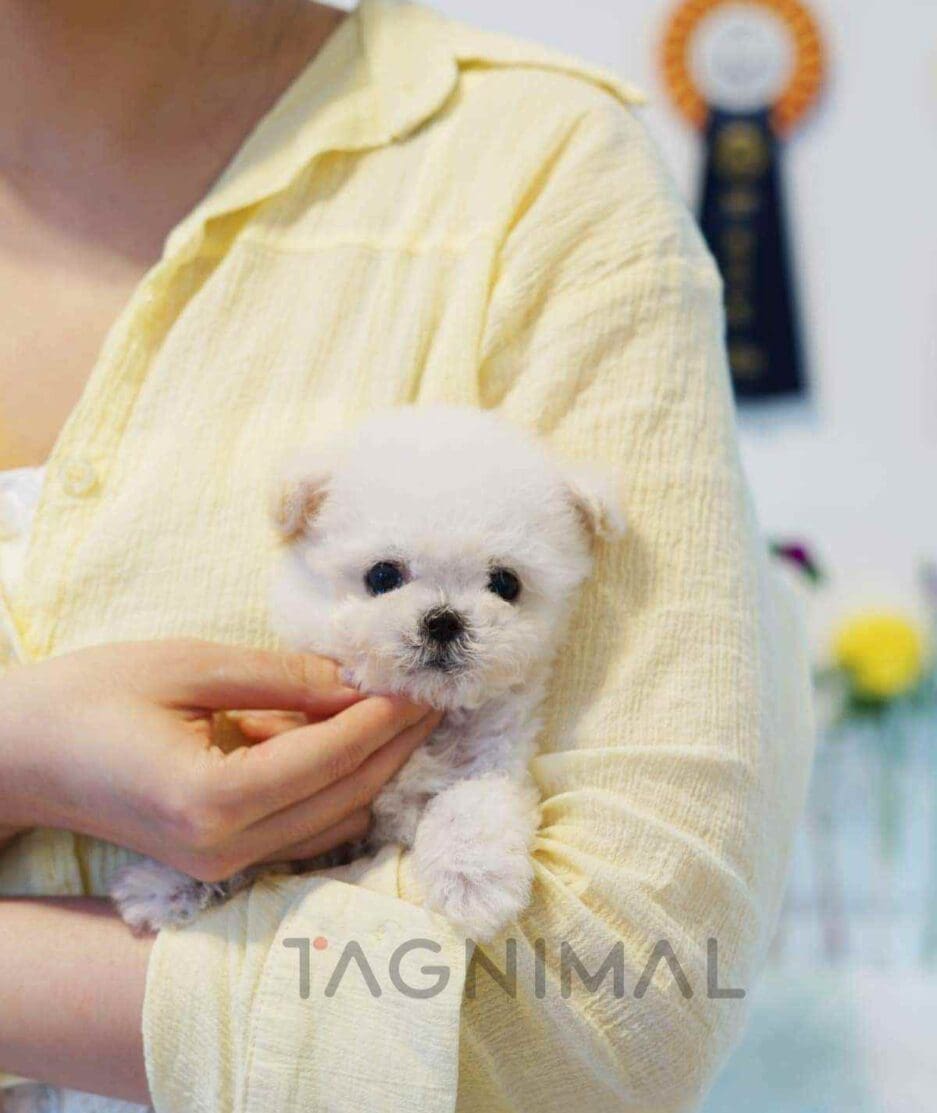 Bichon puppy for sale, dog for sale at Tagnimal