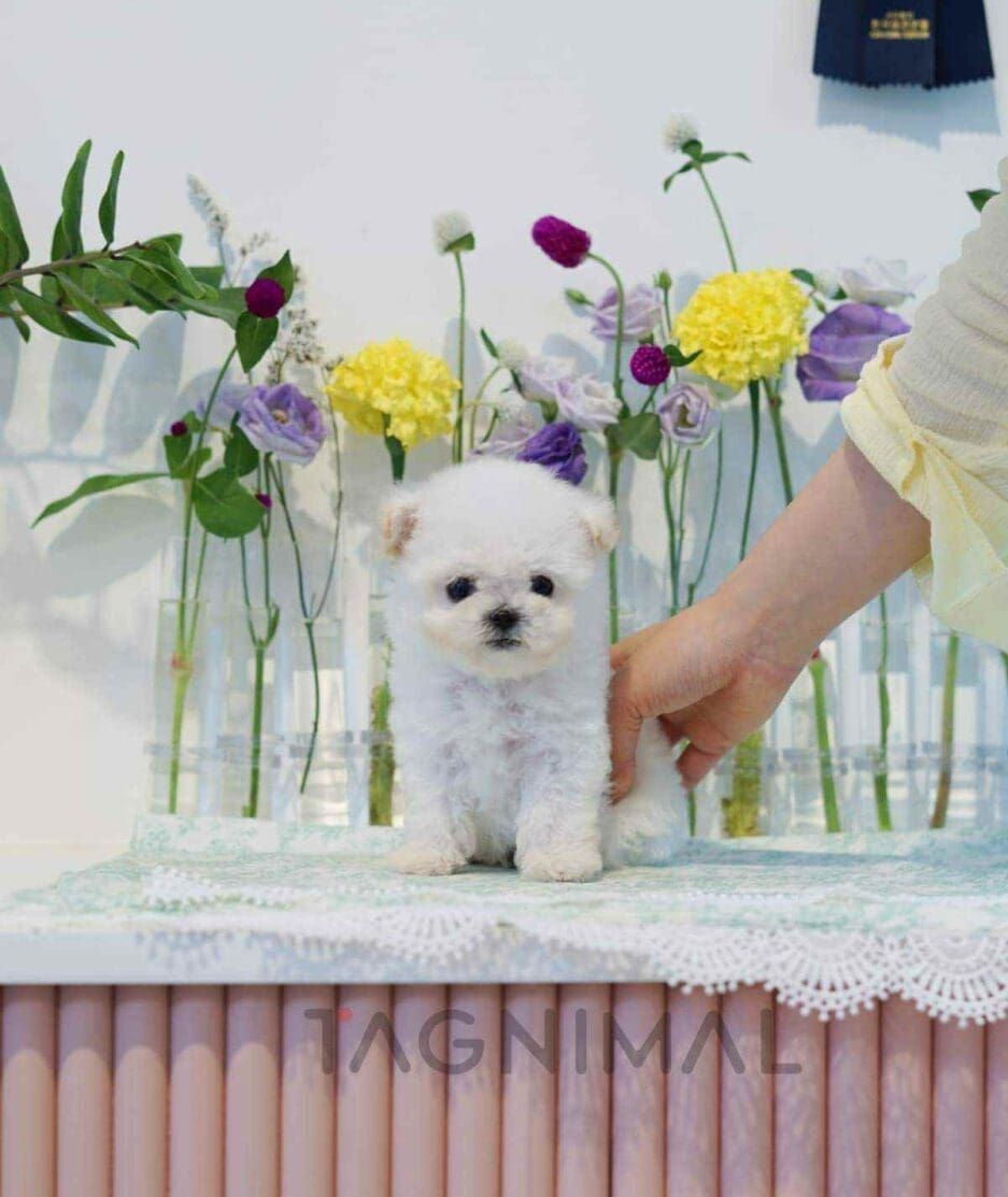 Bichon puppy for sale, dog for sale at Tagnimal