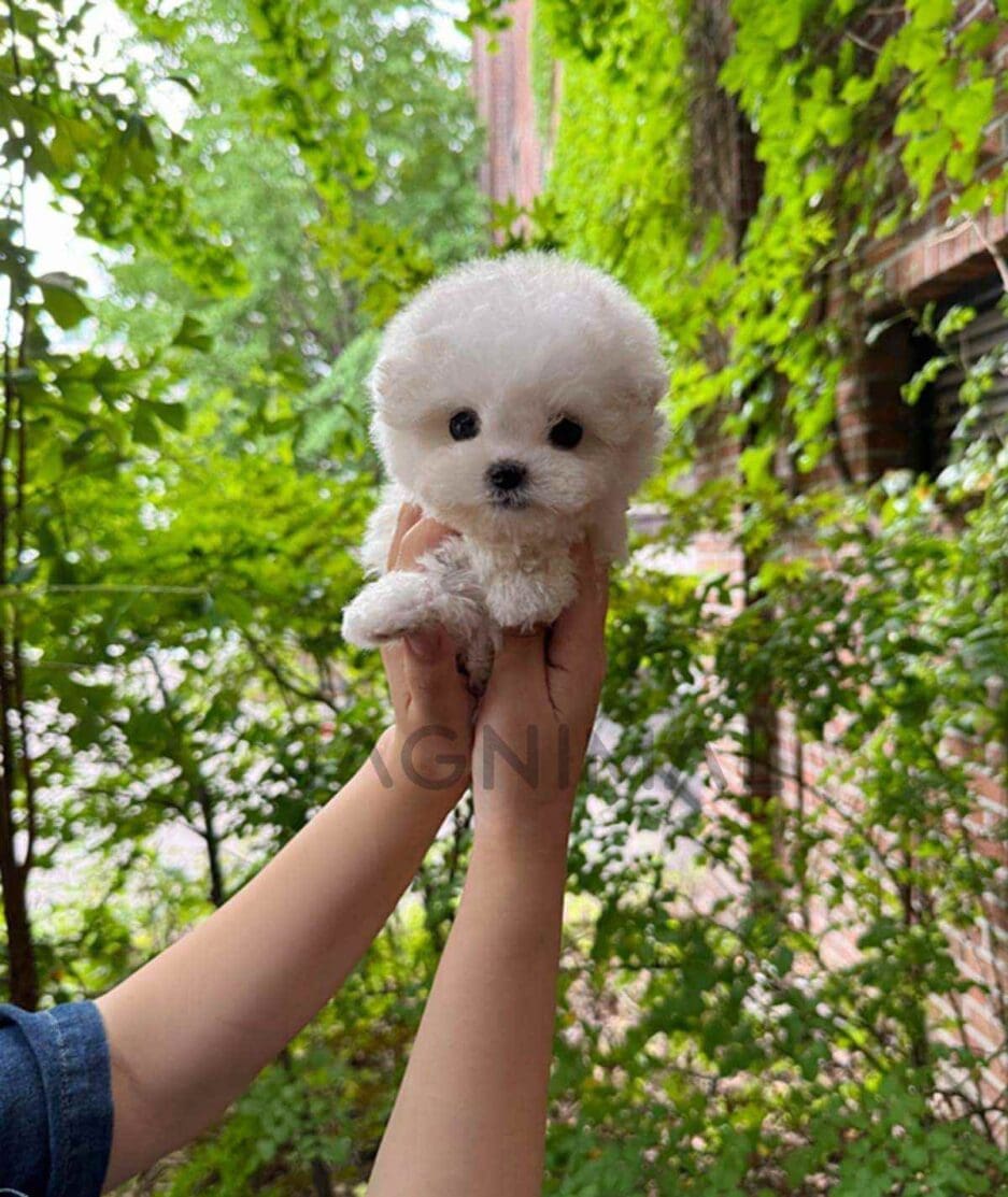 Bichon puppy for sale, dog for sale at Tagnimal