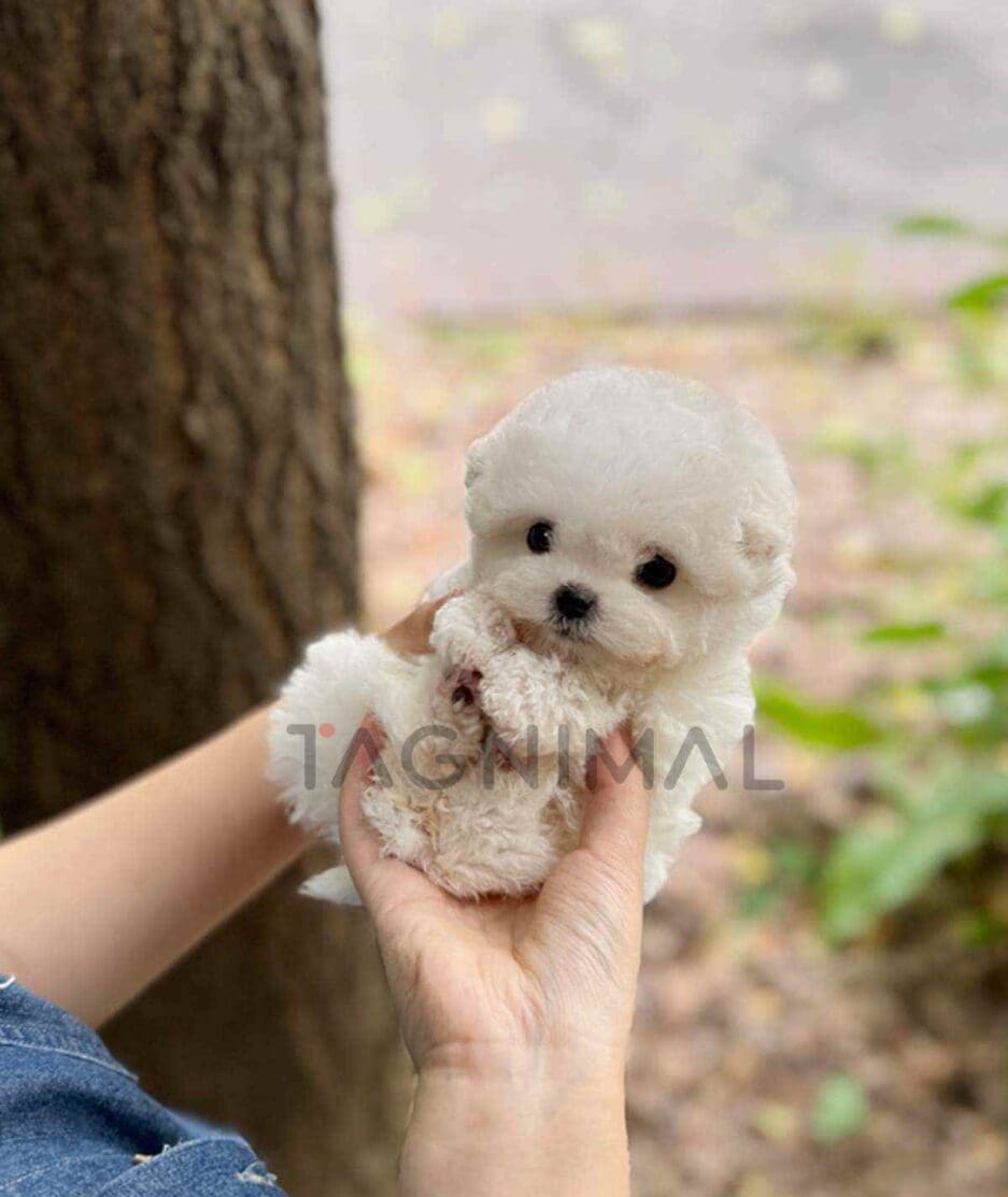 Bichon puppy for sale, dog for sale at Tagnimal