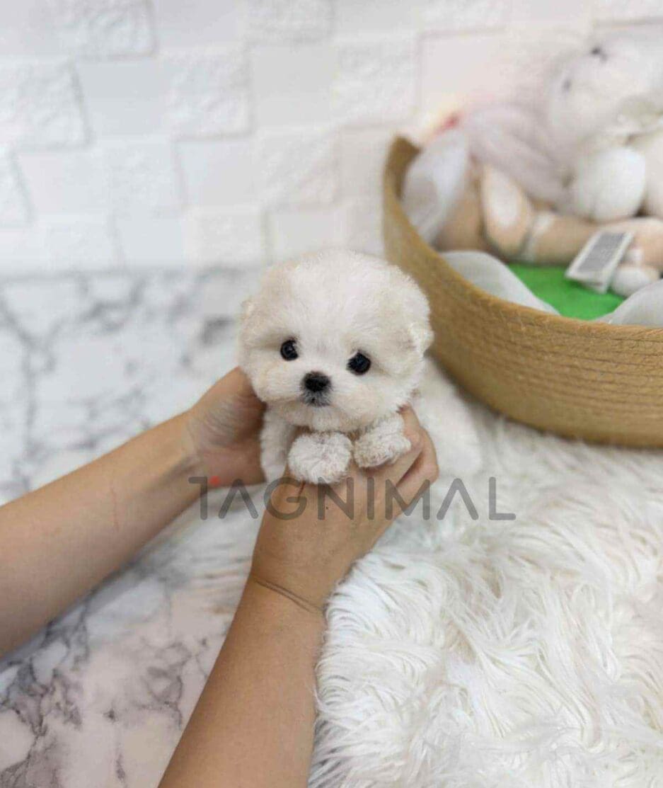 Bichon puppy for sale, dog for sale at Tagnimal