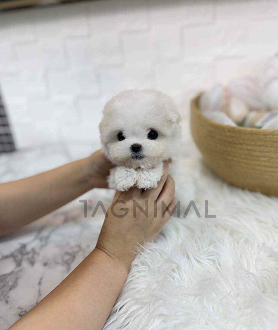 Bichon puppy for sale, dog for sale at Tagnimal