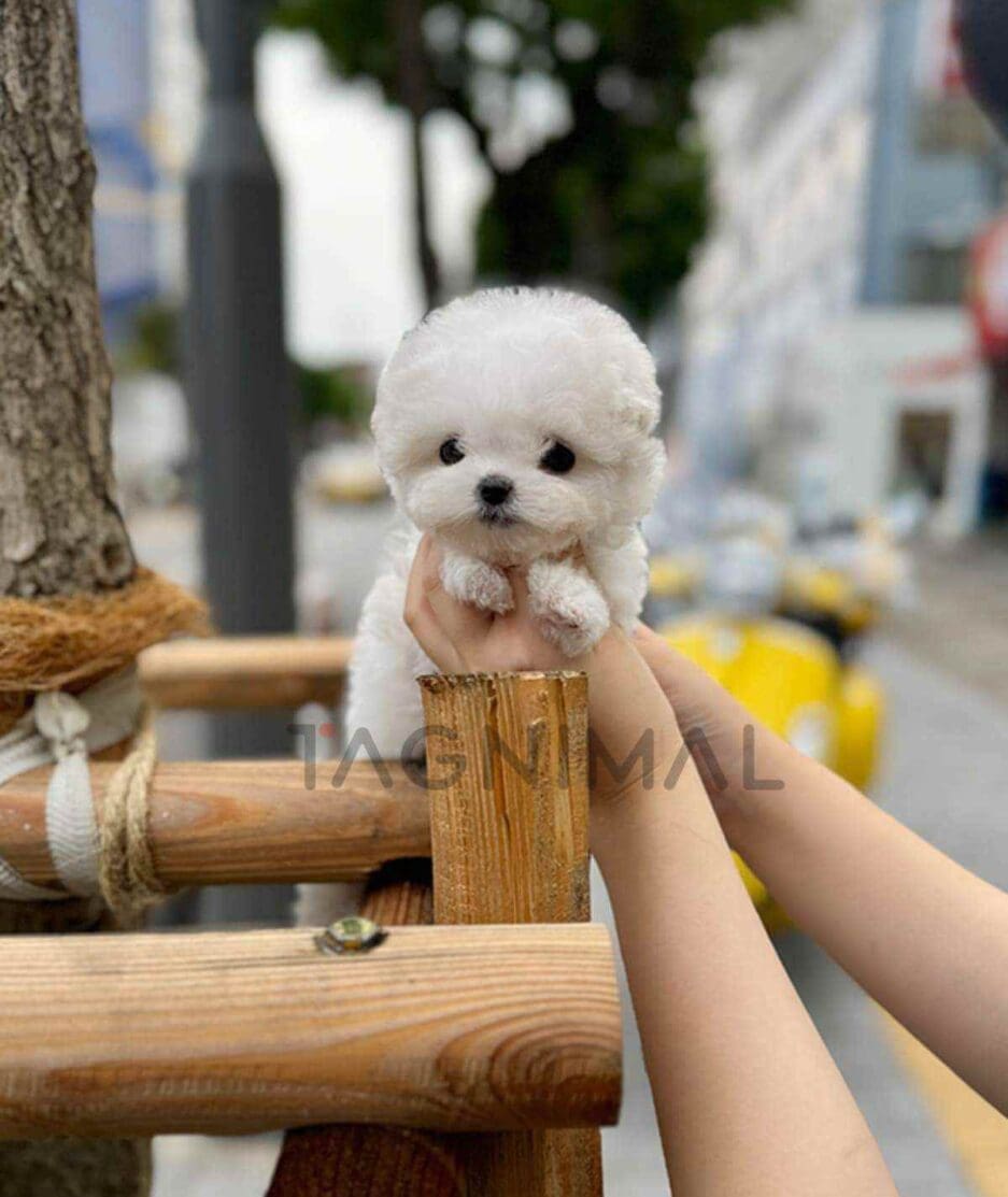 Bichon puppy for sale, dog for sale at Tagnimal