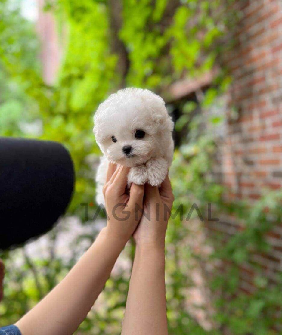 Bichon puppy for sale, dog for sale at Tagnimal