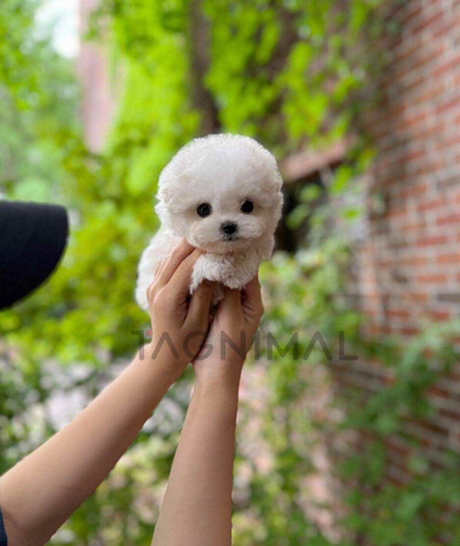 Bichon puppy for sale, dog for sale at Tagnimal