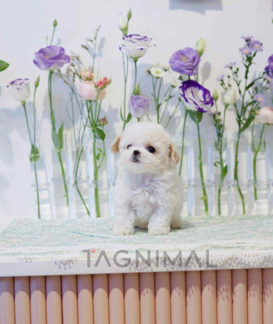 Bichon puppy for sale, dog for sale at Tagnimal