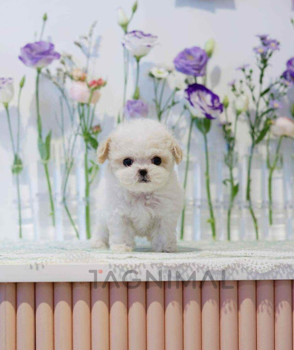 Bichon puppy for sale, dog for sale at Tagnimal