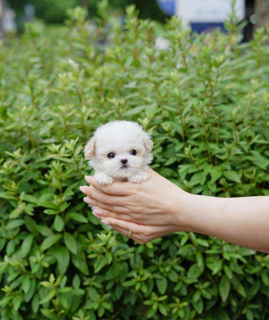 Bichon puppy for sale, dog for sale at Tagnimal