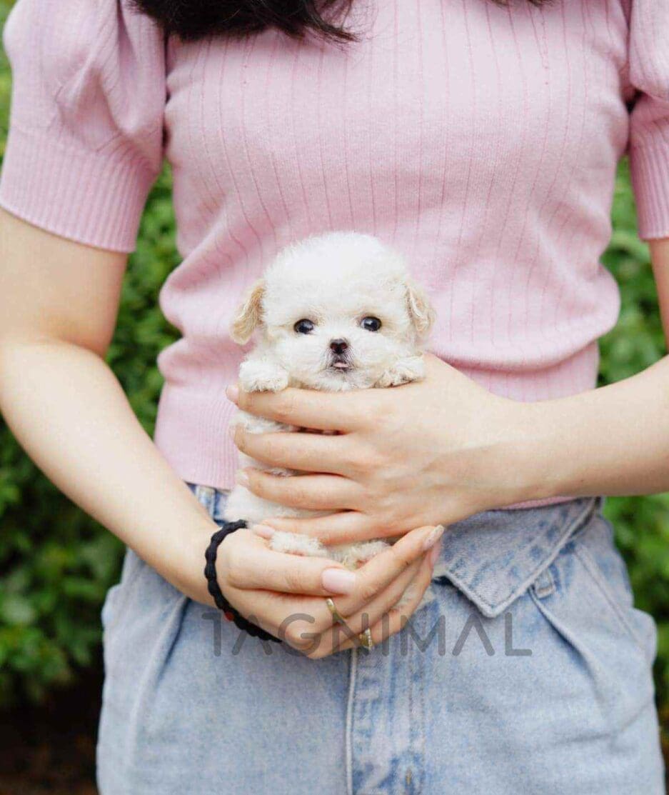 Bichon puppy for sale, dog for sale at Tagnimal