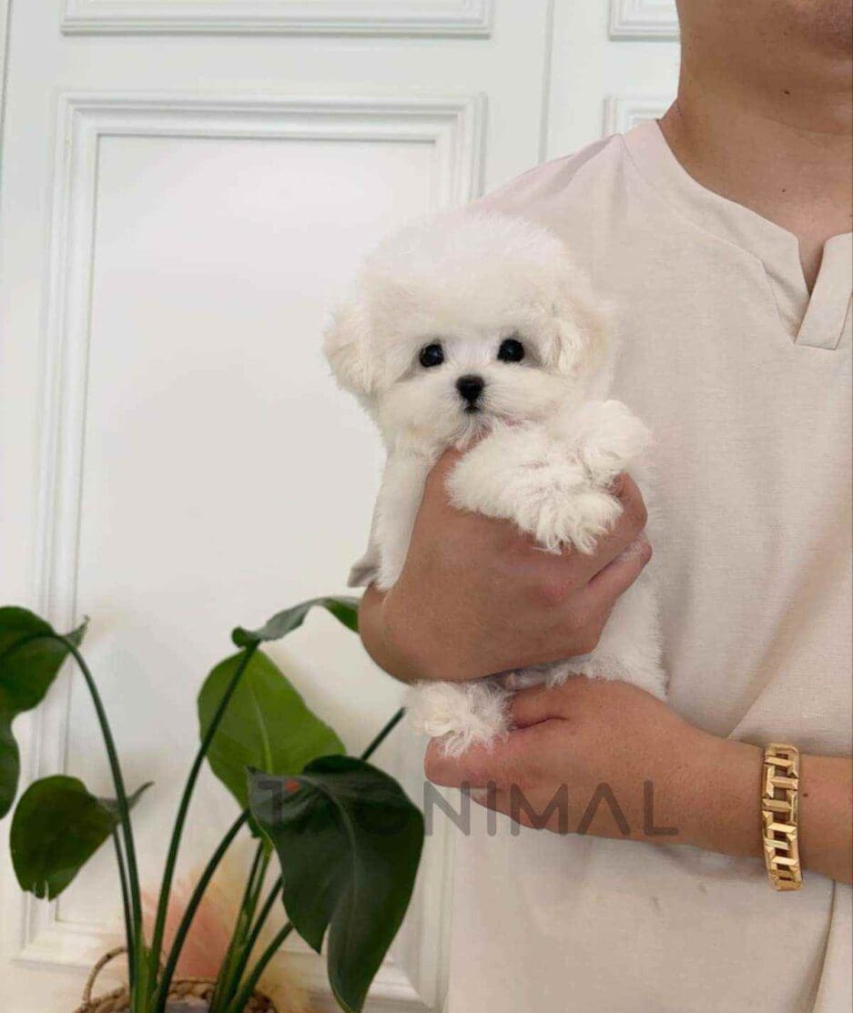 Bichon puppy for sale, dog for sale at Tagnimal