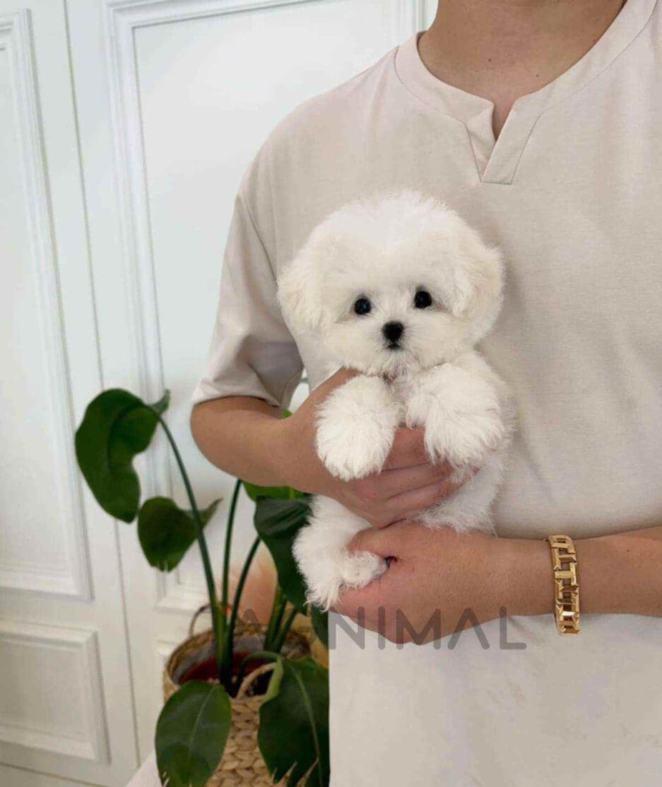 Bichon puppy for sale, dog for sale at Tagnimal