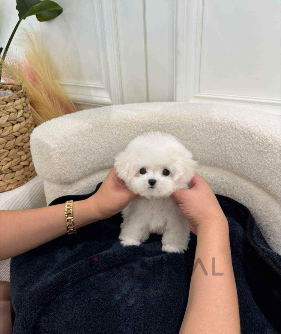 Bichon puppy for sale, dog for sale at Tagnimal