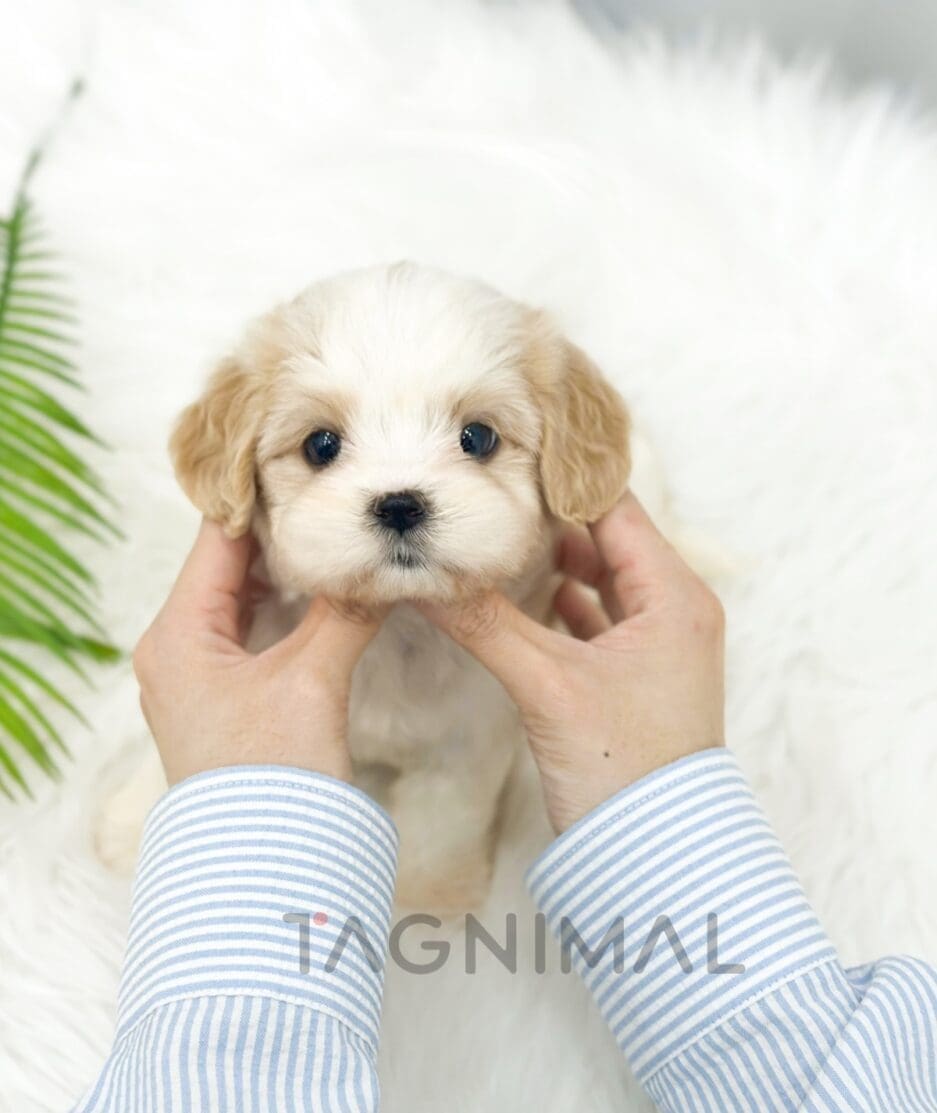 Cavapoo puppy for sale, dog for sale at Tagnimal