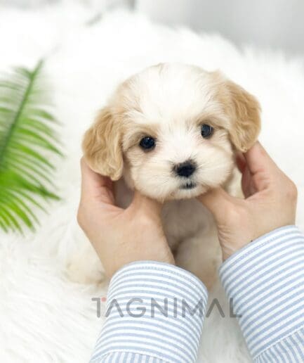 Cavapoo puppy for sale, dog for sale at Tagnimal