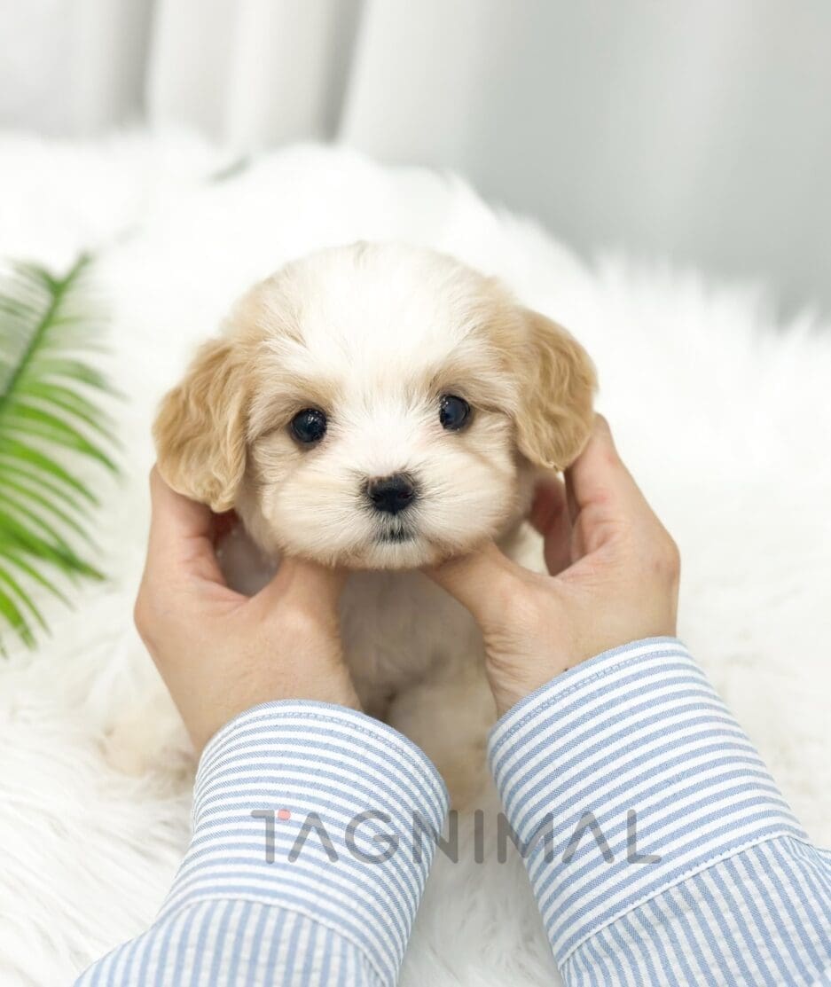 Cavapoo puppy for sale, dog for sale at Tagnimal