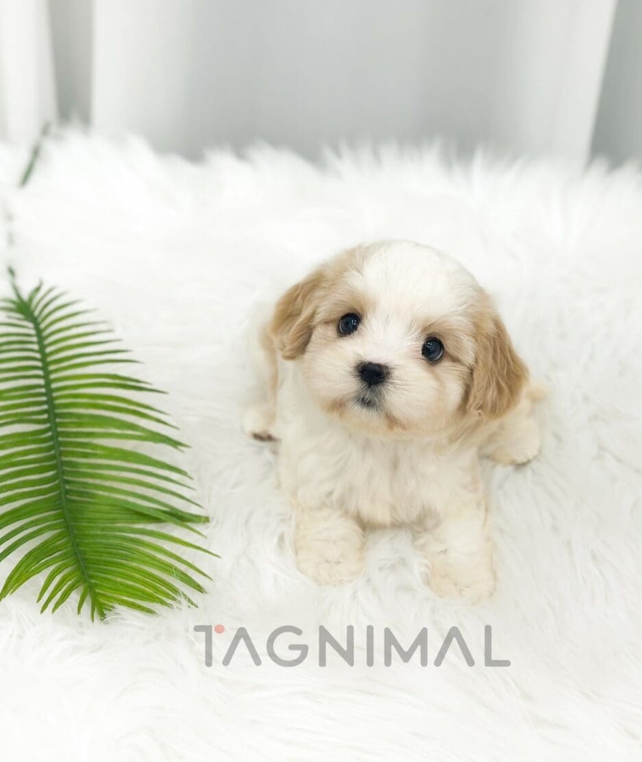 Cavapoo puppy for sale, dog for sale at Tagnimal