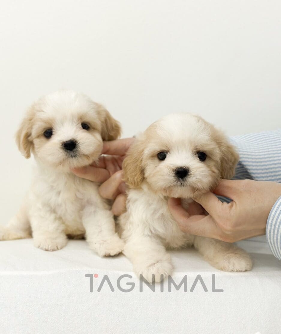 Cavapoo puppy for sale, dog for sale at Tagnimal