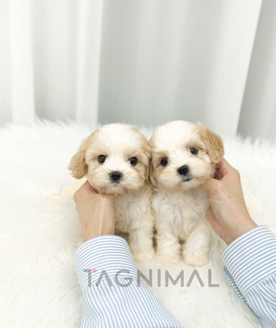 Cavapoo puppy for sale, dog for sale at Tagnimal