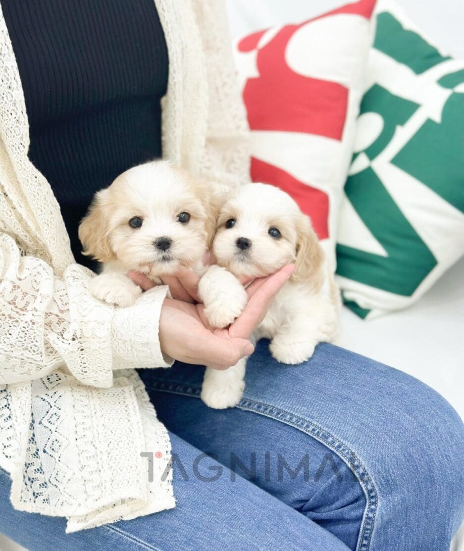 Cavapoo puppy for sale, dog for sale at Tagnimal