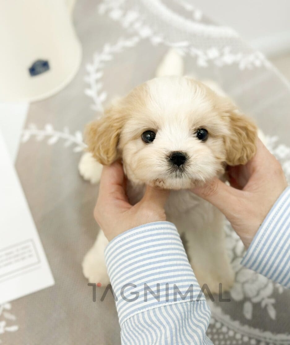 Cavapoo puppy for sale, dog for sale at Tagnimal