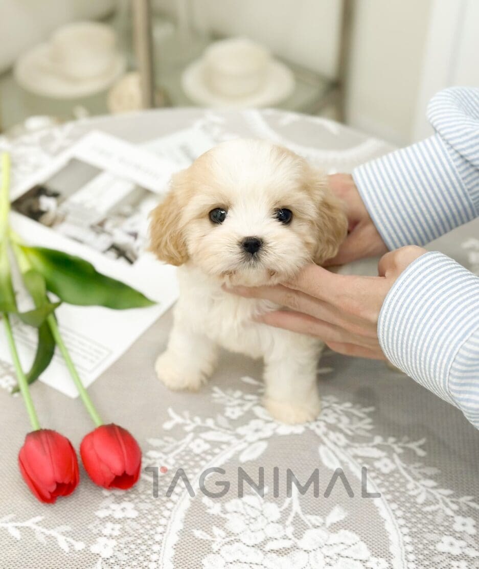 Cavapoo puppy for sale, dog for sale at Tagnimal