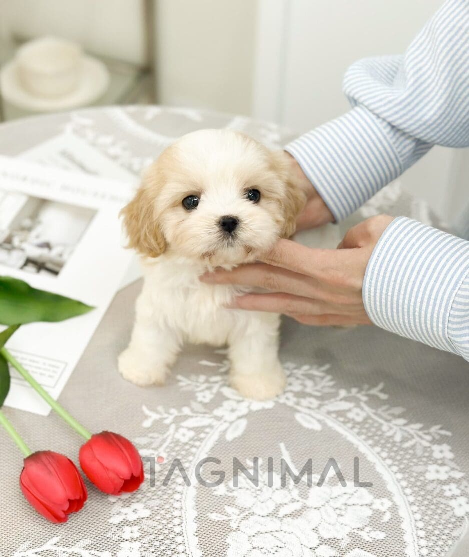 Cavapoo puppy for sale, dog for sale at Tagnimal