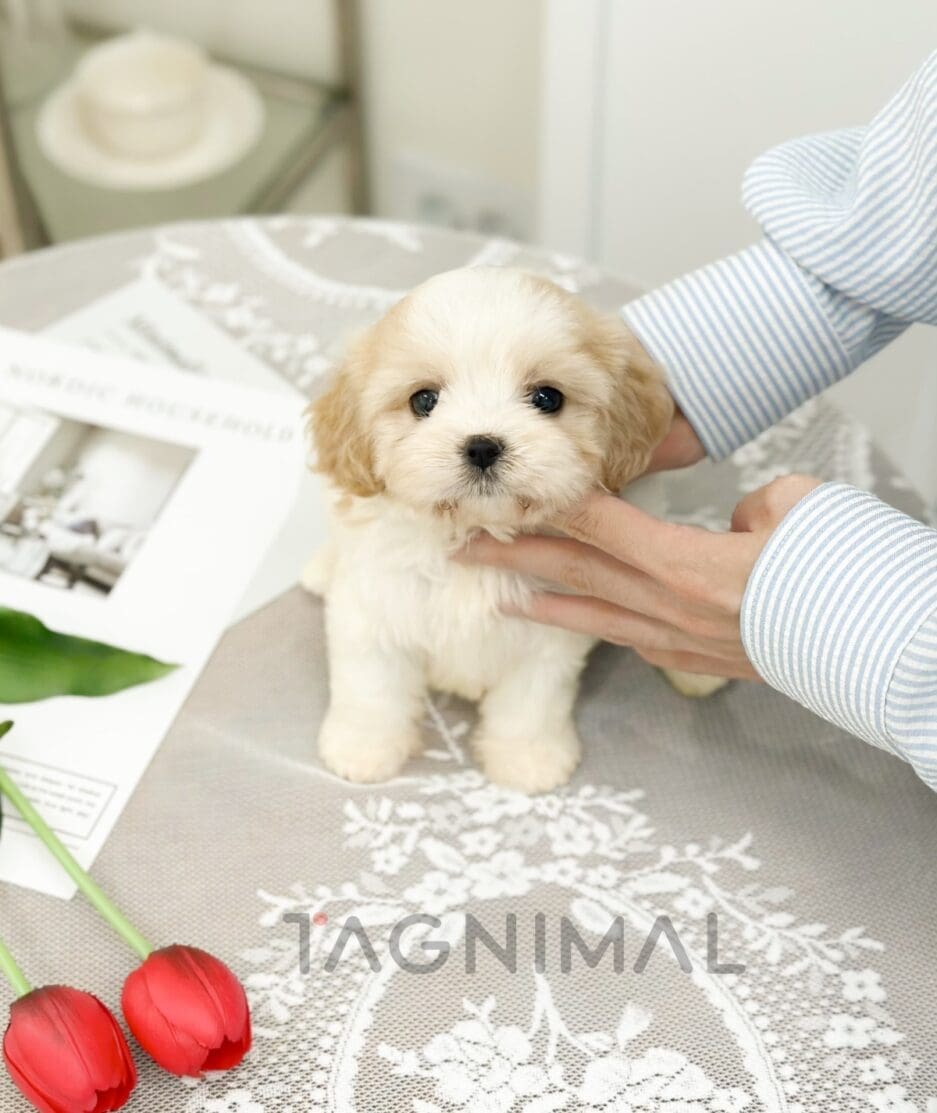 Cavapoo puppy for sale, dog for sale at Tagnimal