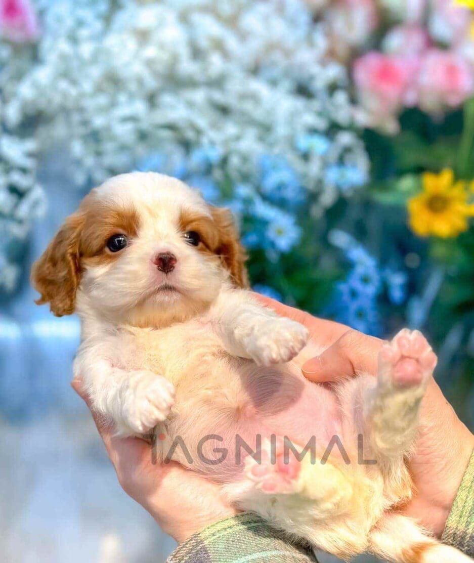 Cavapoo puppy for sale, dog for sale at Tagnimal