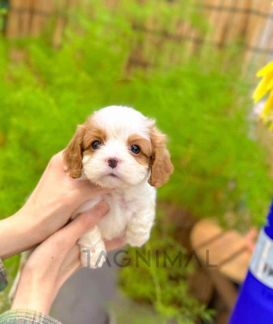 Cavapoo puppy for sale, dog for sale at Tagnimal