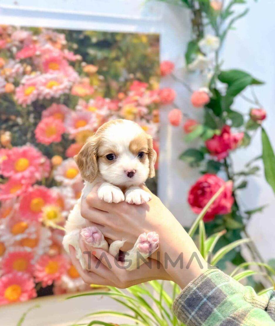 Cavapoo puppy for sale, dog for sale at Tagnimal