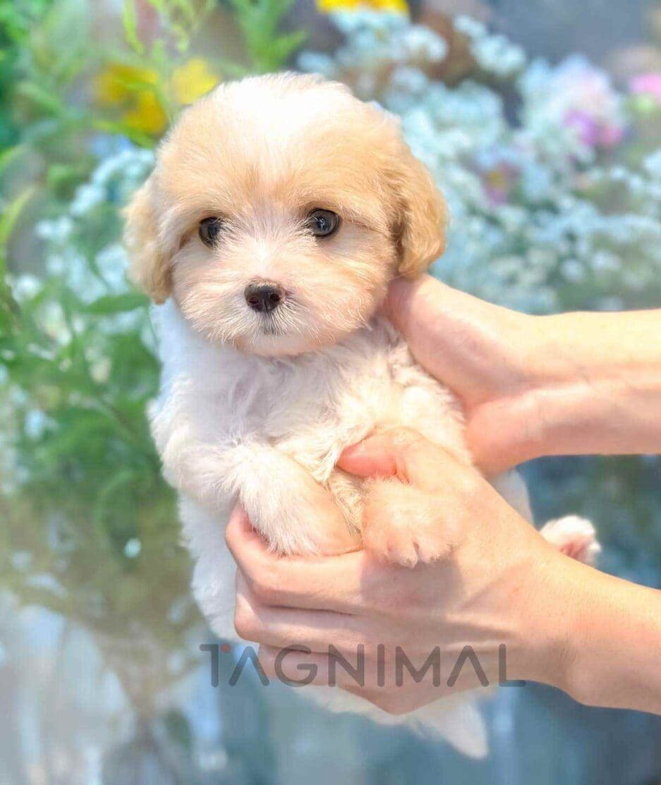 Cavapoo puppy for sale, dog for sale at Tagnimal