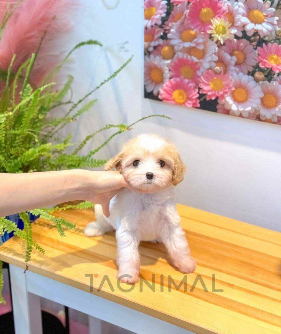 Cavapoo puppy for sale, dog for sale at Tagnimal