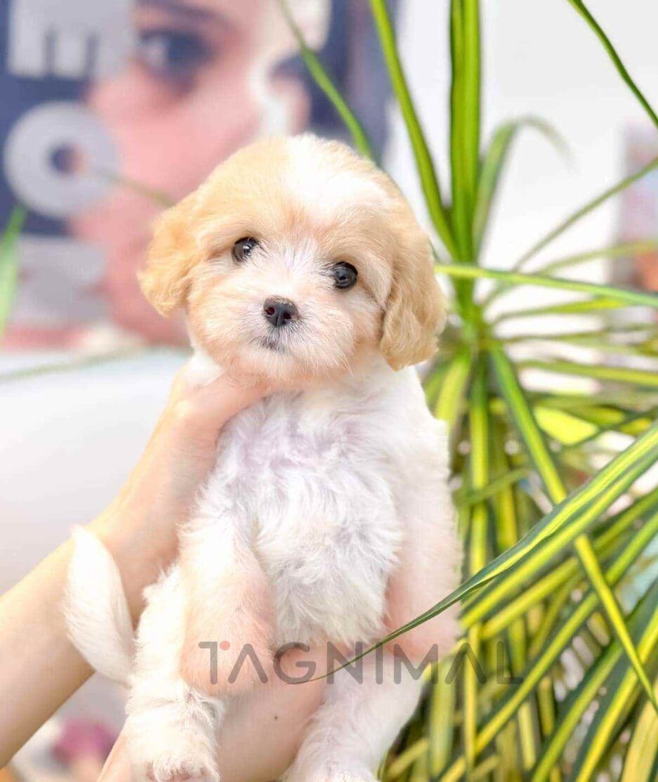 Cavapoo puppy for sale, dog for sale at Tagnimal