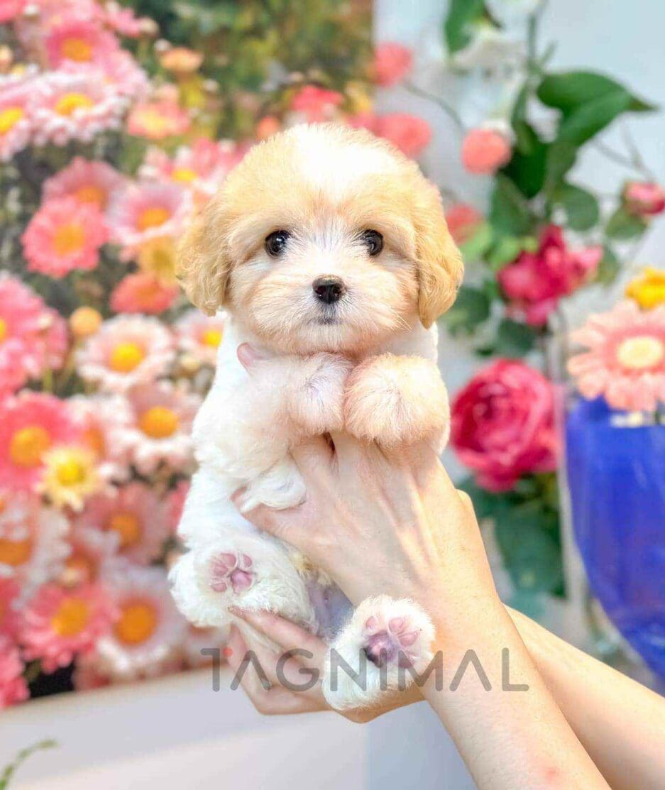 Cavapoo puppy for sale, dog for sale at Tagnimal