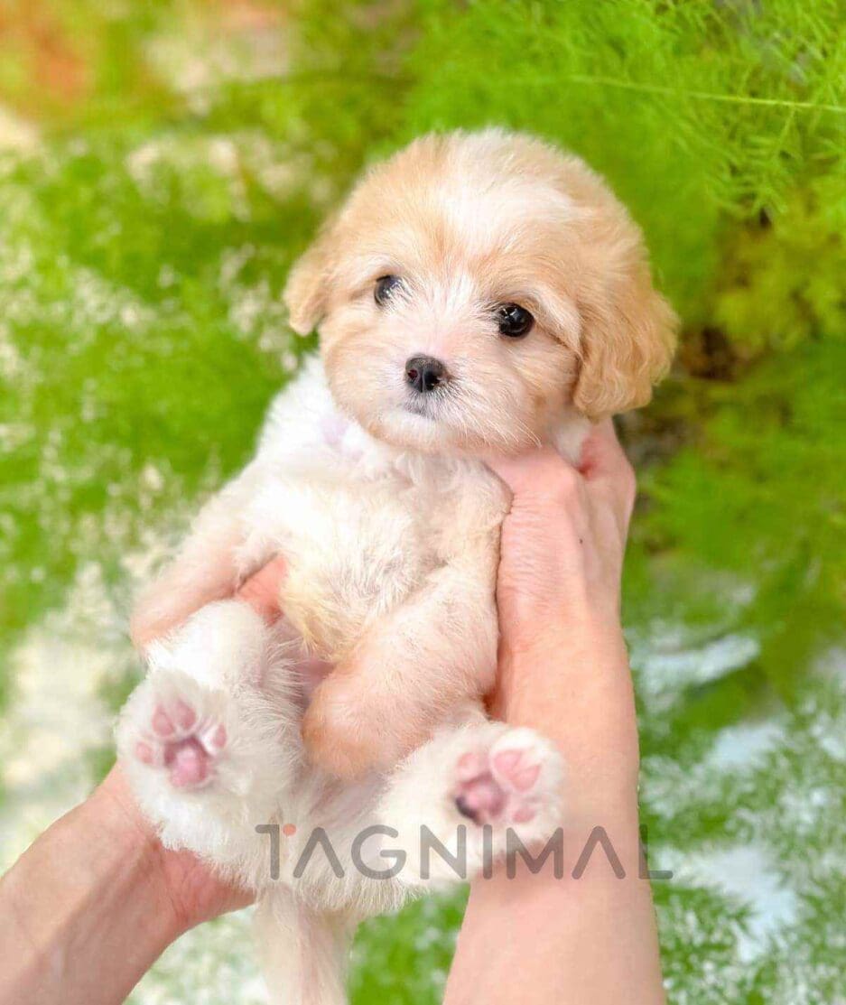 Cavapoo puppy for sale, dog for sale at Tagnimal