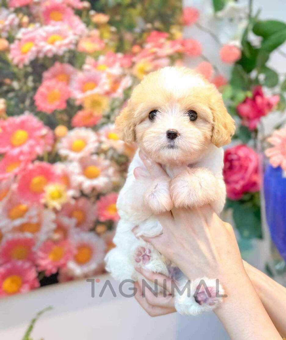 Cavapoo puppy for sale, dog for sale at Tagnimal