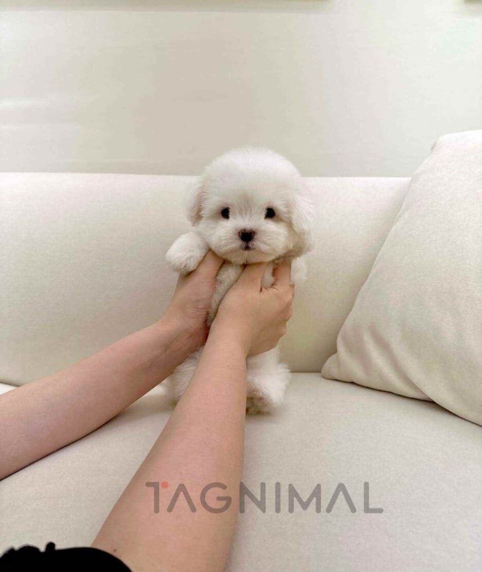 Coton de Tulear puppy for sale, dog for sale at Tagnimal