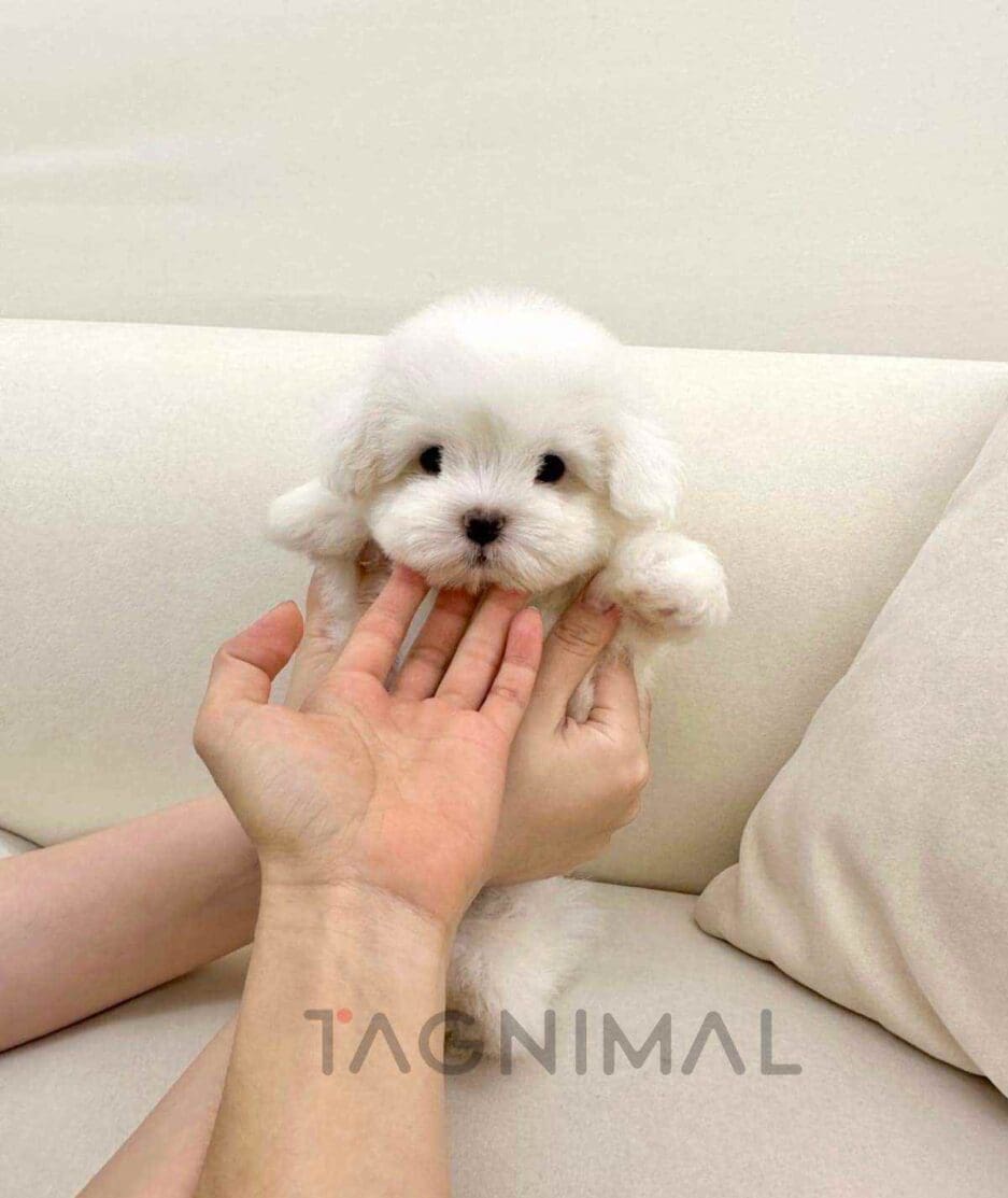 Coton de Tulear puppy for sale, dog for sale at Tagnimal