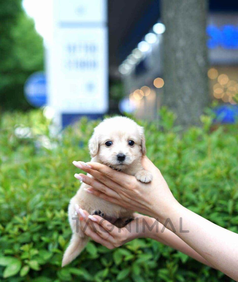 Dachshund puppy for sale, dog for sale at Tagnimal