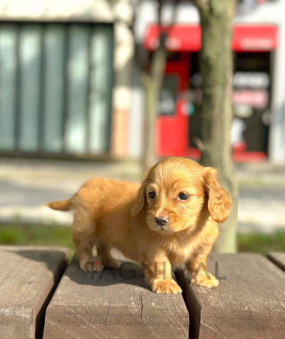 Dachshund puppy for sale, dog for sale at Tagnimal