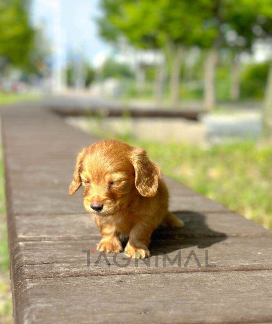 Dachshund puppy for sale, dog for sale at Tagnimal