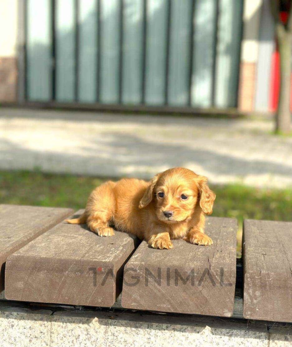 Dachshund puppy for sale, dog for sale at Tagnimal