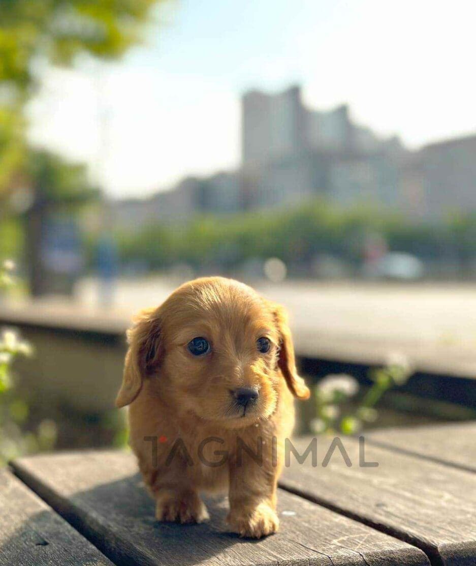 Dachshund puppy for sale, dog for sale at Tagnimal