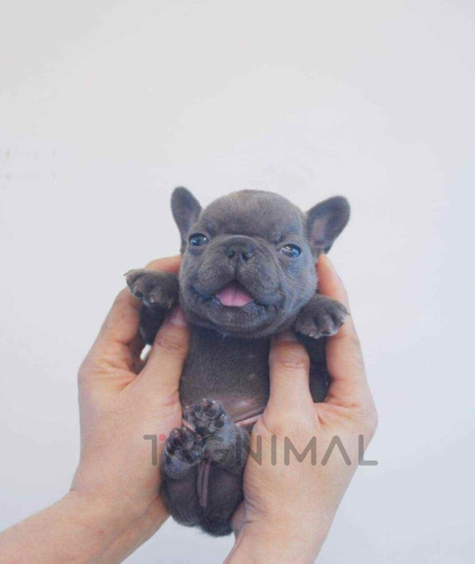 French Bulldog puppy for sale, dog for sale at Tagnimal