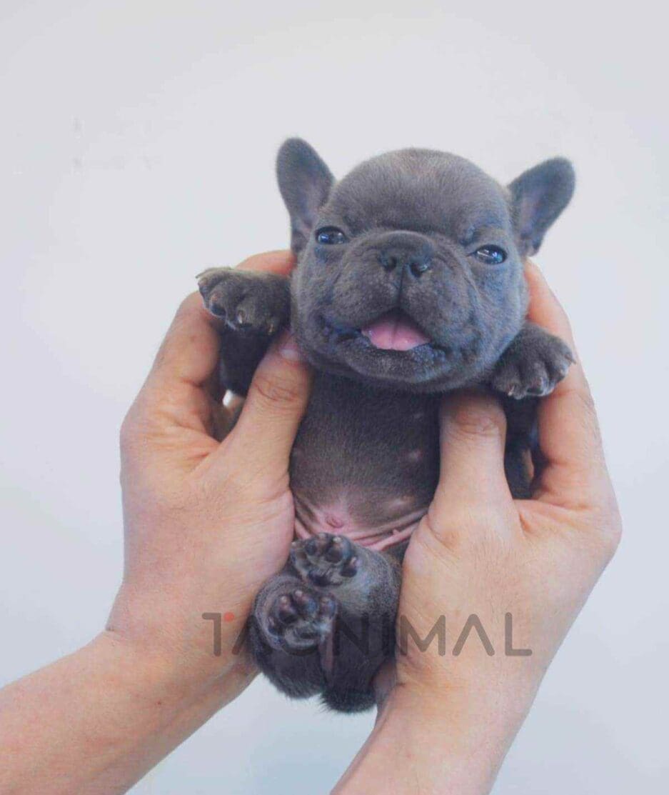 French Bulldog puppy for sale, dog for sale at Tagnimal