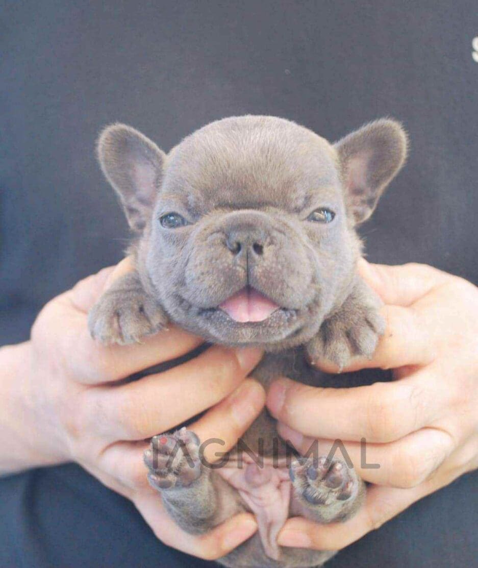 French Bulldog puppy for sale, dog for sale at Tagnimal